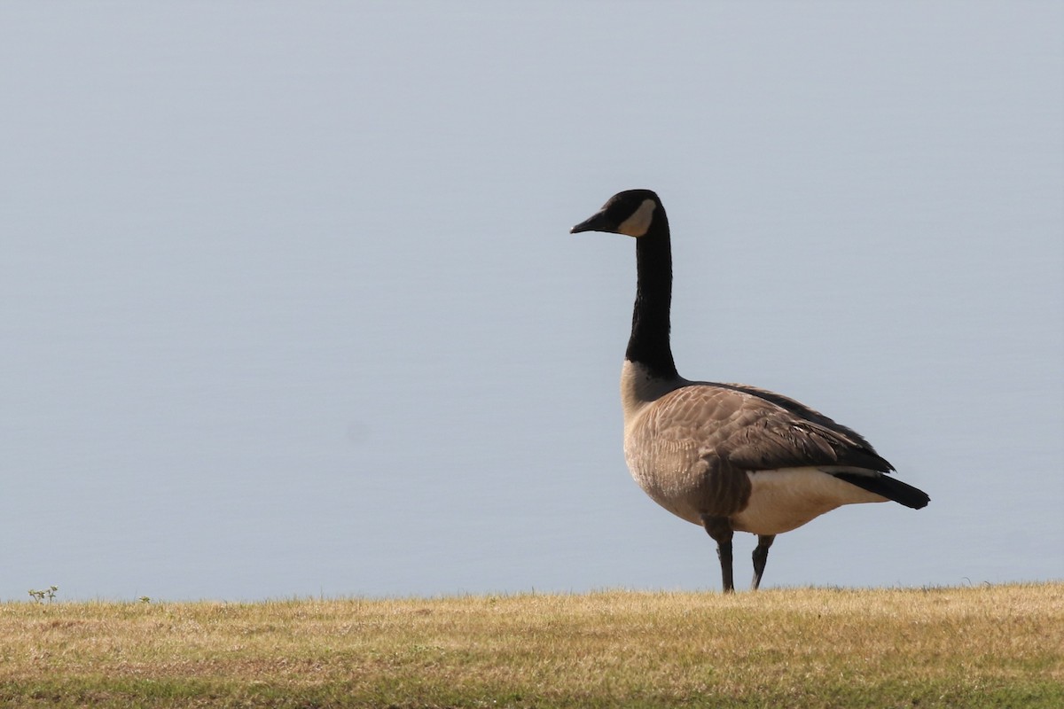 Canada Goose - ML323486671