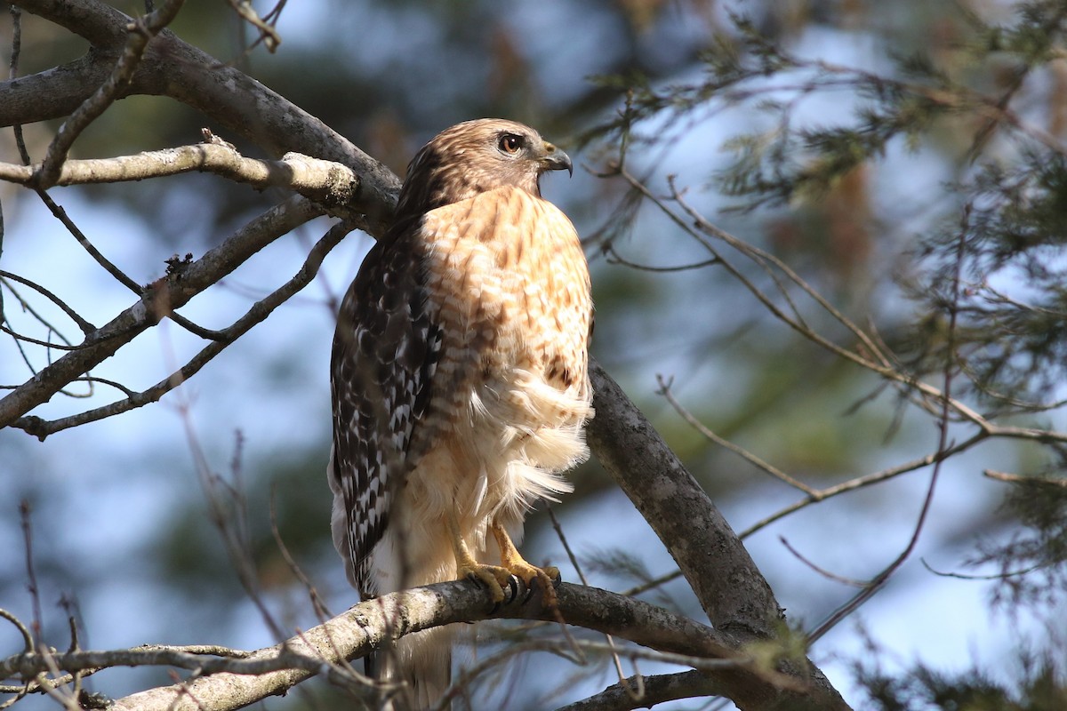 Red-shouldered Hawk - ML323486811