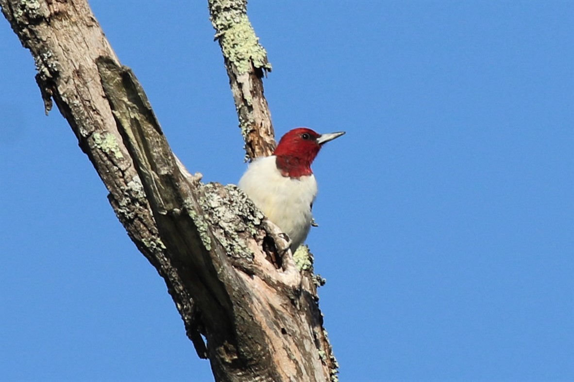 Red-headed Woodpecker - ML323486871