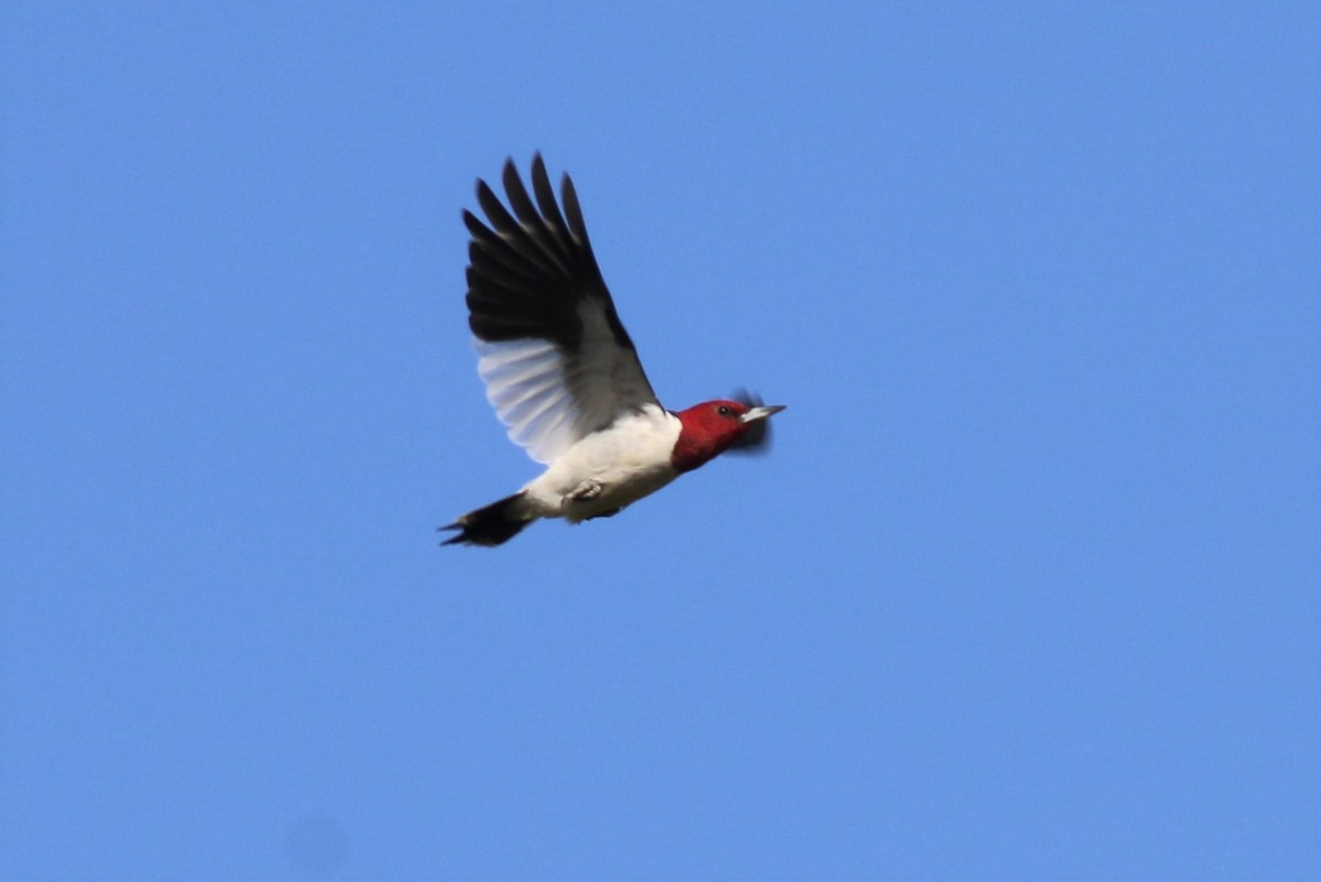 Red-headed Woodpecker - ML323486881