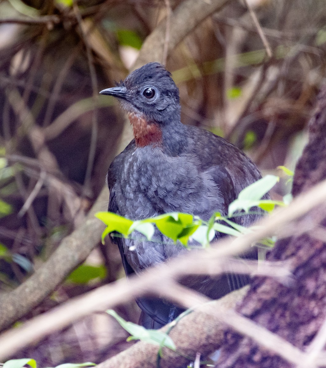 Superb Lyrebird - ML323487081