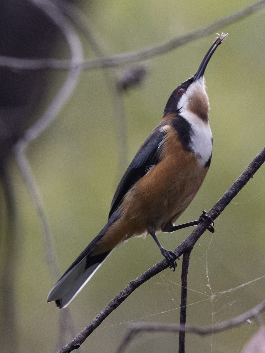 Eastern Spinebill - ML323487111