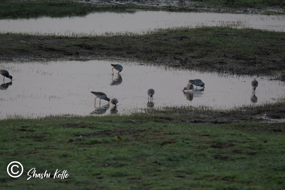 Common Redshank - ML323487361