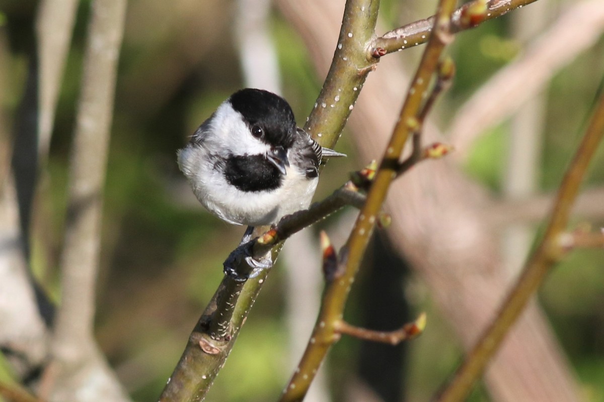 Carolina Chickadee - ML323487441