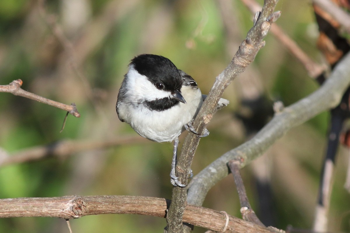 Carolina Chickadee - Margaret Viens