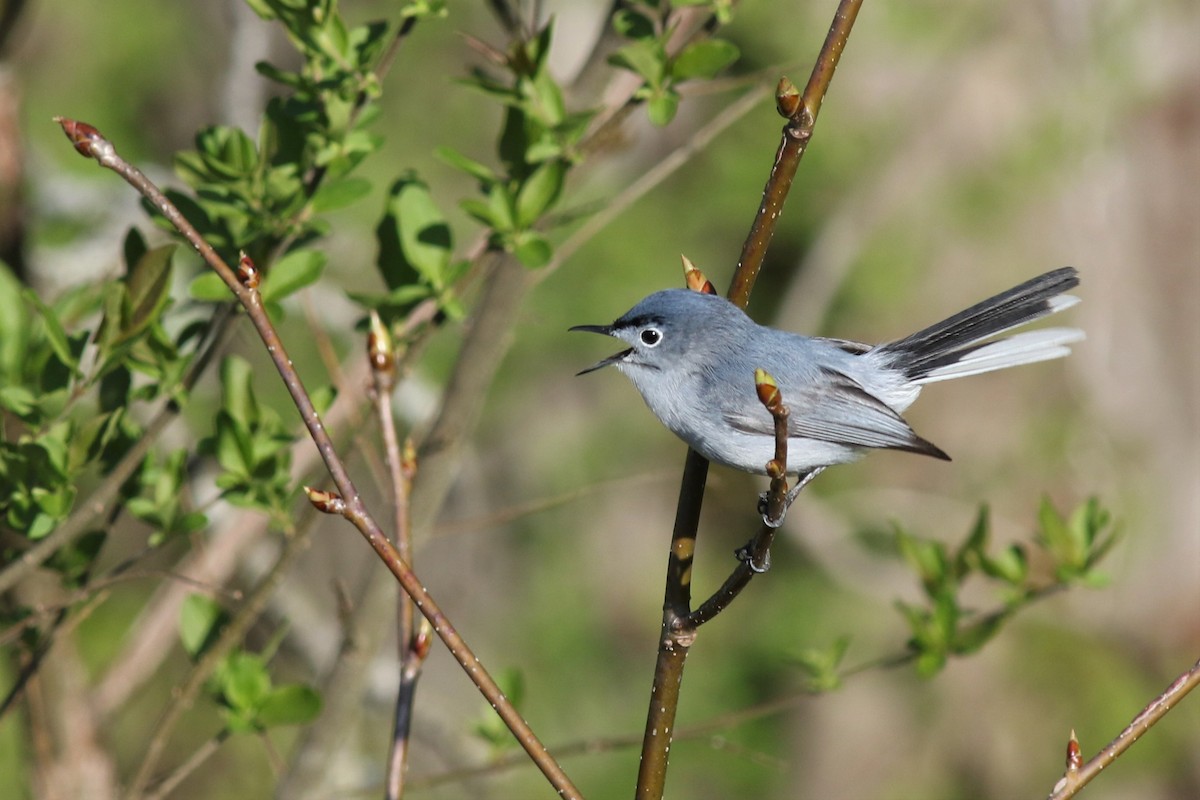 Blue-gray Gnatcatcher - ML323487581