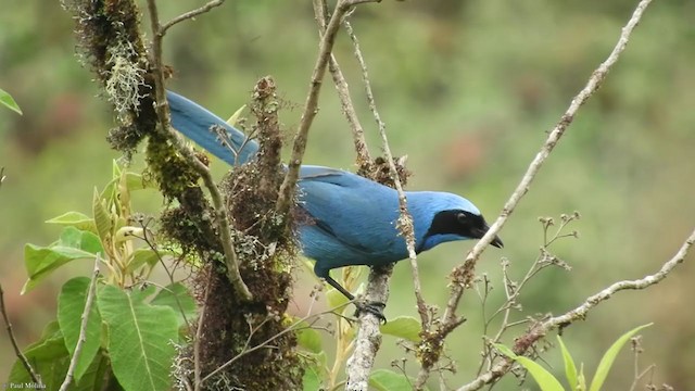 Turquoise Jay - ML323487611