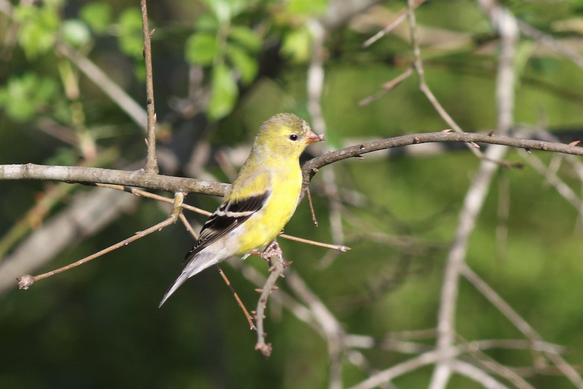 American Goldfinch - ML323487751