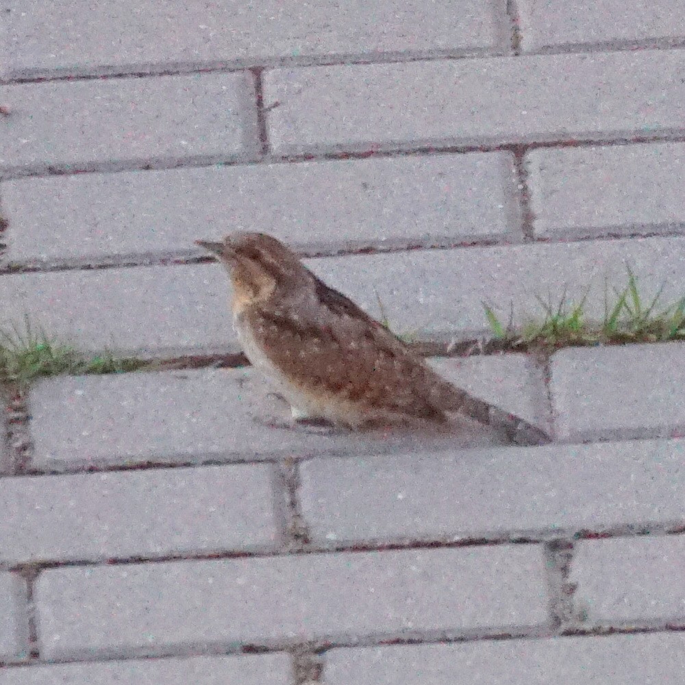 Eurasian Wryneck - jose emilio lafuente muñoz