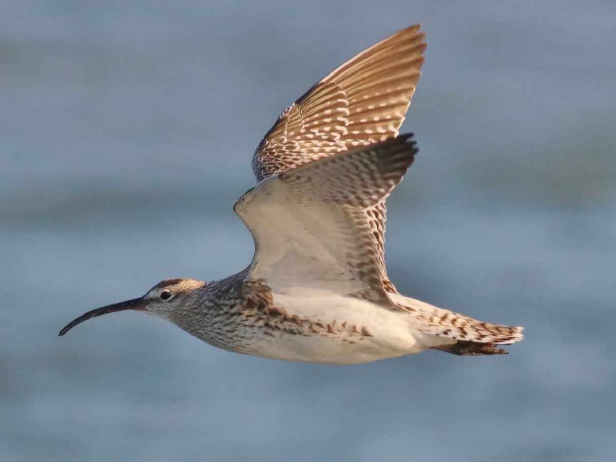 Eurasian Whimbrel (Steppe) - Gary Allport