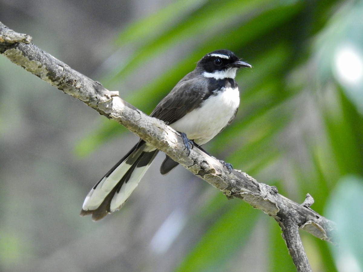 Philippine Pied-Fantail - Henry Edelman
