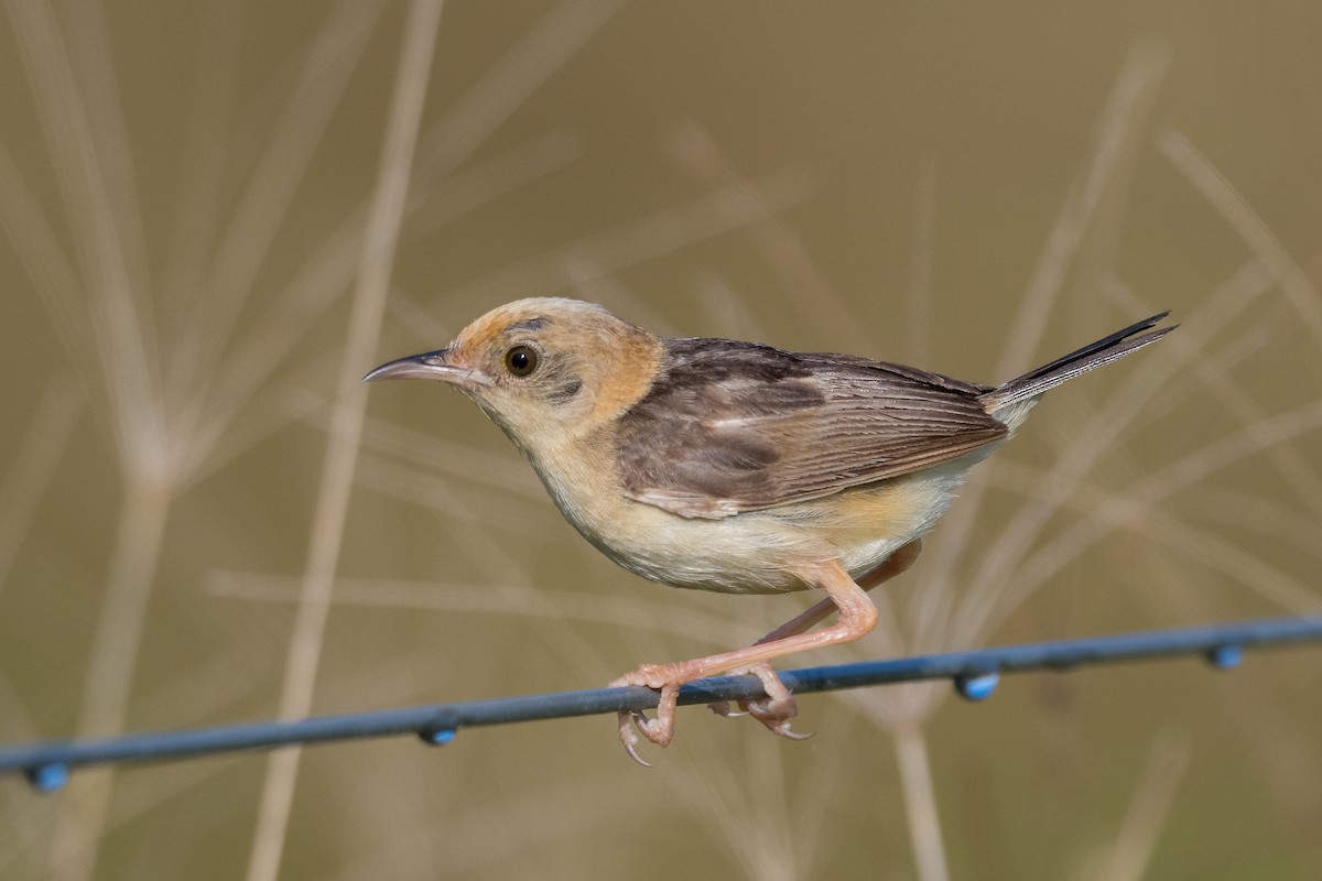 Golden-headed Cisticola - ML323490601