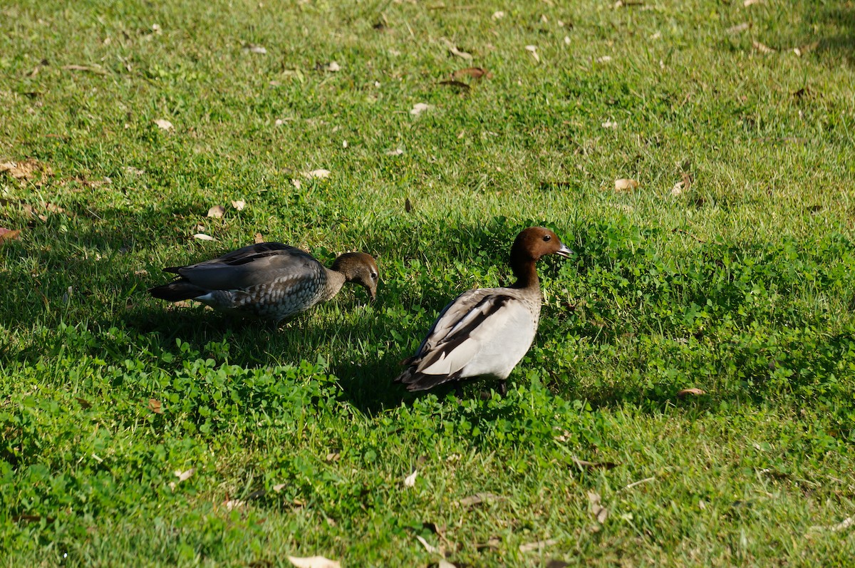 Maned Duck - ML32349071