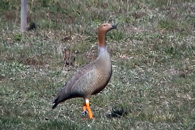 Ruddy-headed Goose - ML323493481