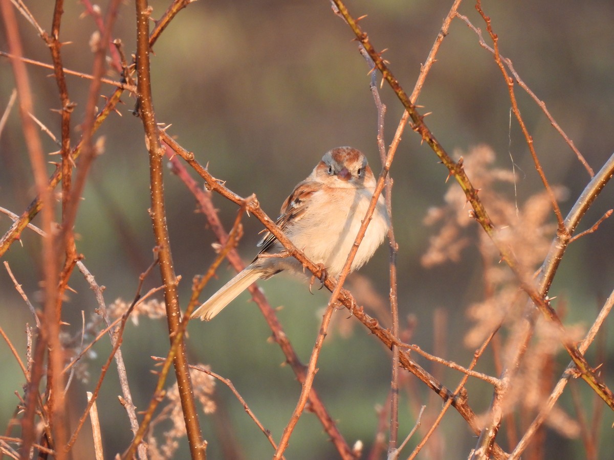 Field Sparrow - ML323494201