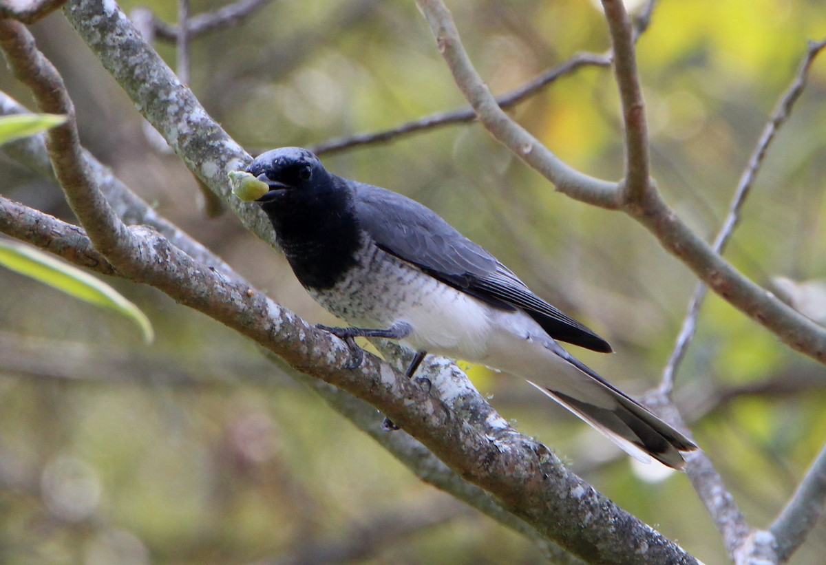 White-bellied Cuckooshrike - ML32349481