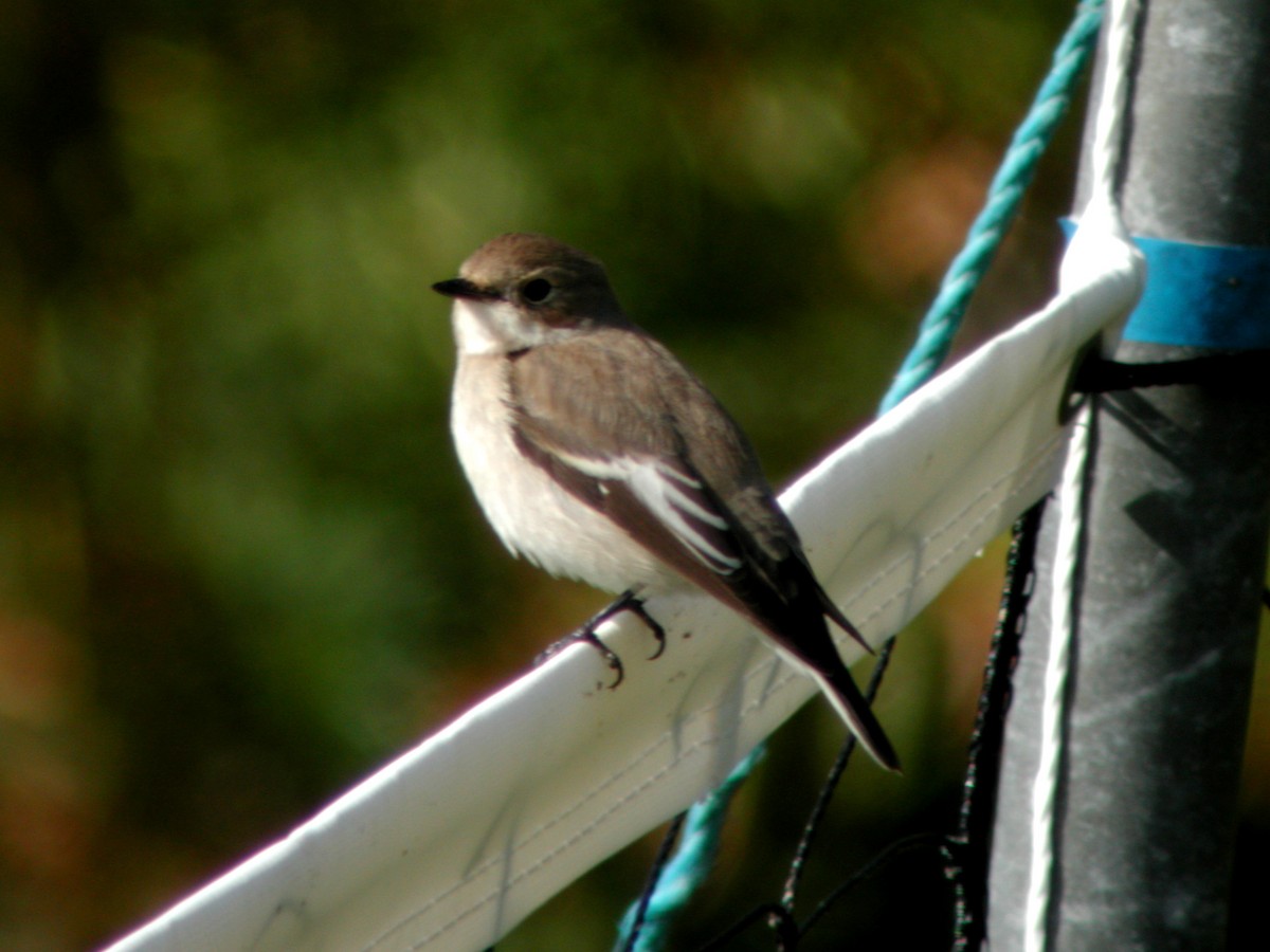 European Pied Flycatcher - ML323495051