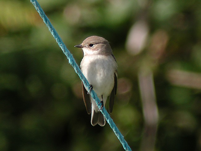 European Pied Flycatcher - Dave Curtis