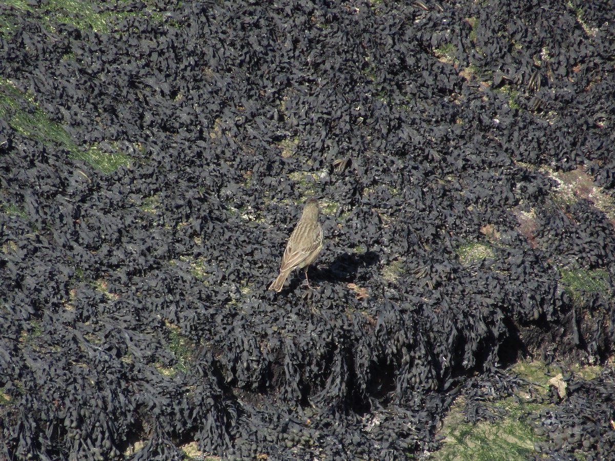 Rock Pipit (Western) - ML323496481