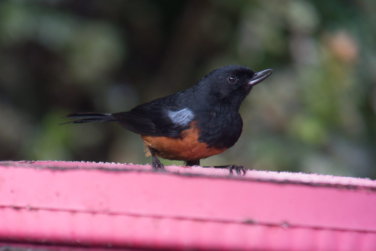 Chestnut-bellied Flowerpiercer - ML323496611