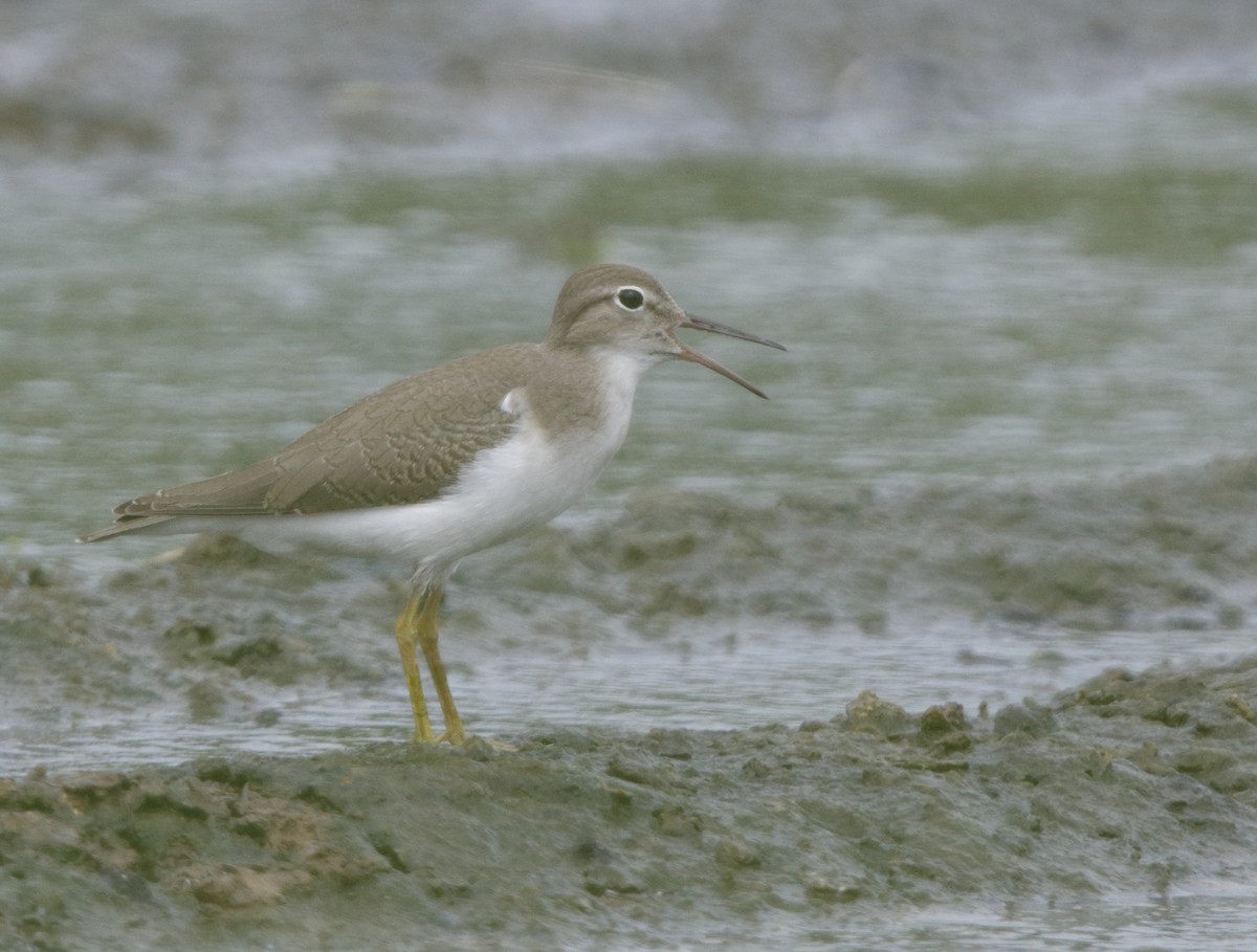 Spotted Sandpiper - ML32349721