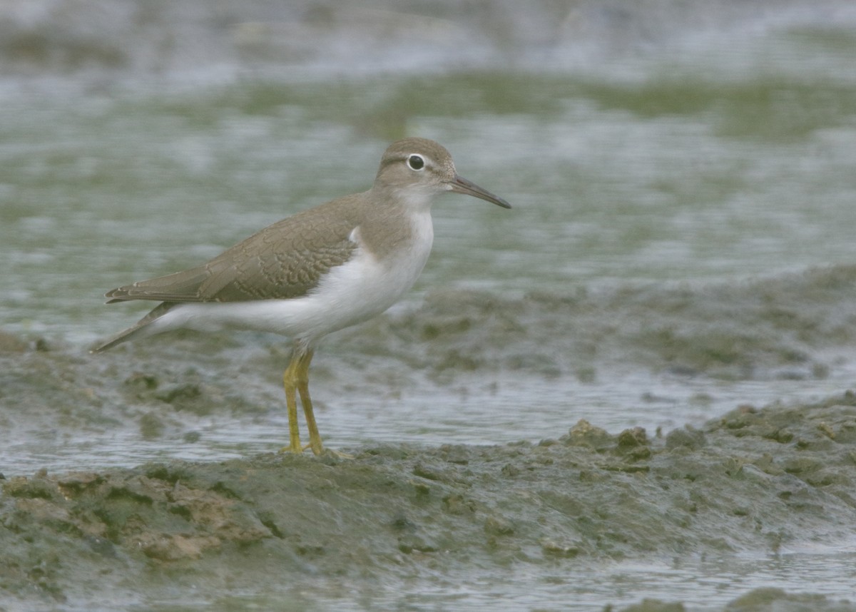 Spotted Sandpiper - ML32349731
