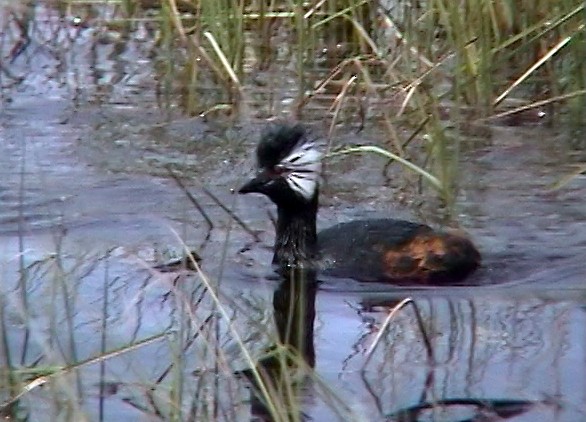 White-tufted Grebe - ML323497471