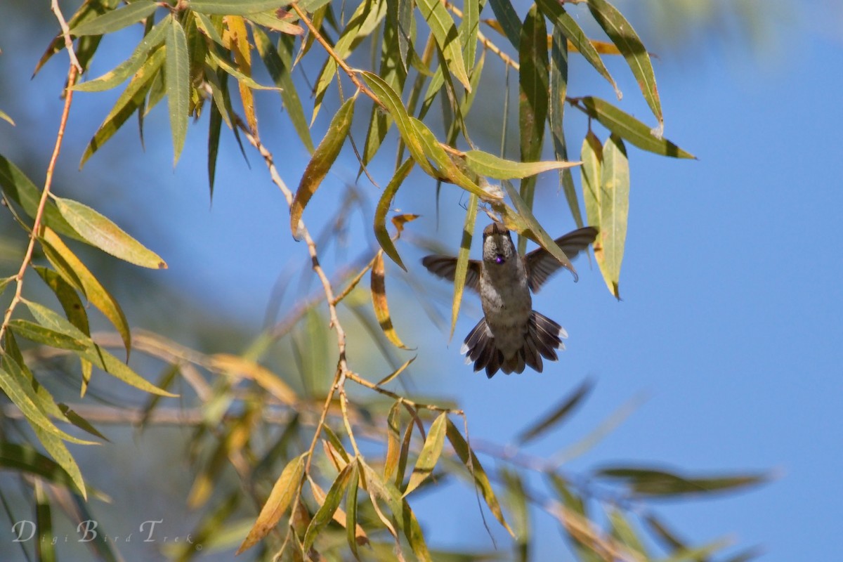 Black-chinned Hummingbird - ML32349801