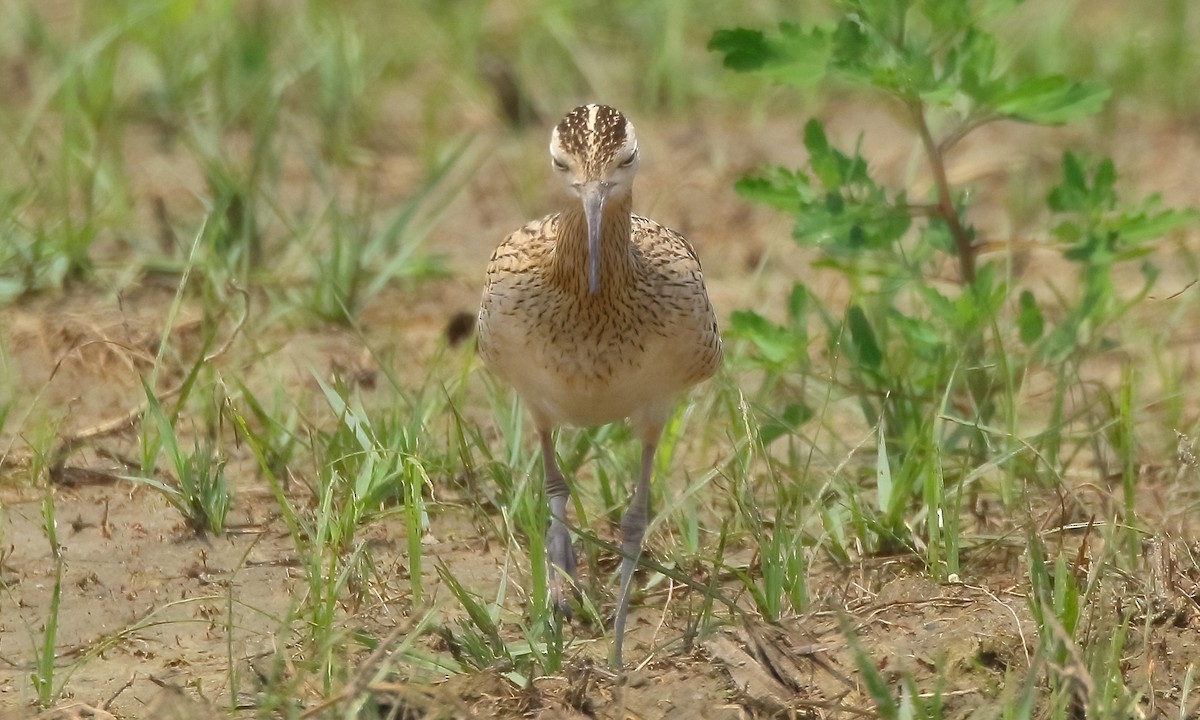 Little Curlew - ML323498011