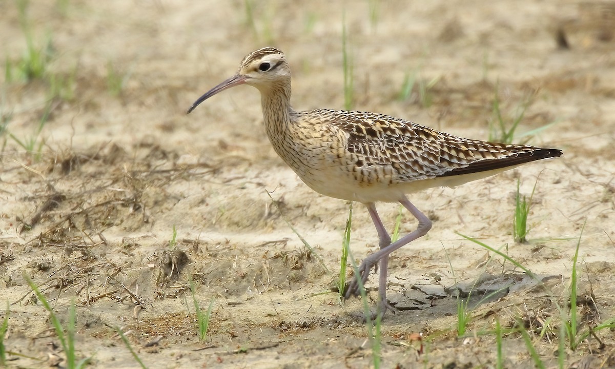 Little Curlew - ML323498111