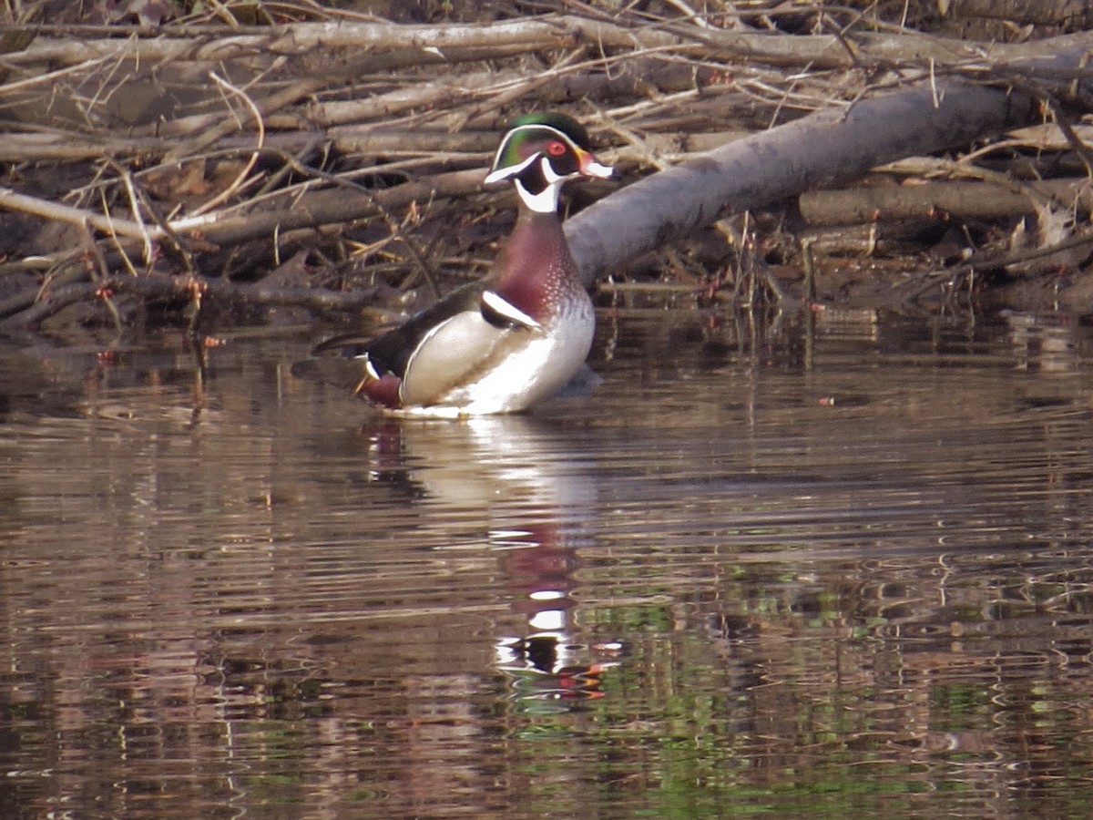 eBird Checklist - 6 Apr 2021 - Capital City Bird Sanctuary - 28 species