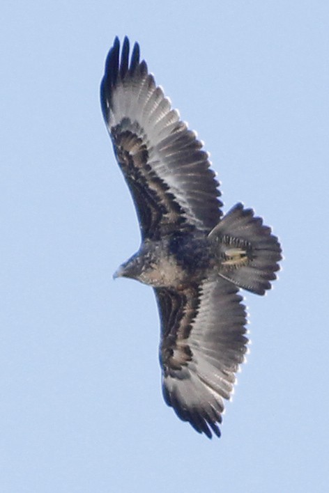 Black-chested Buzzard-Eagle - ML32349971