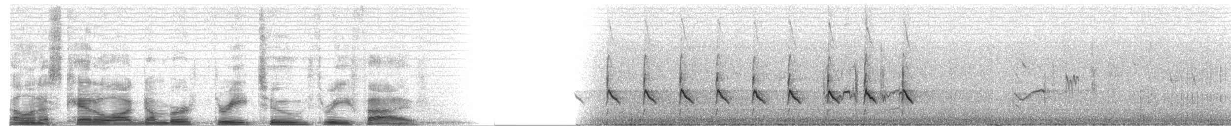 Gelbschenkel - ML3235