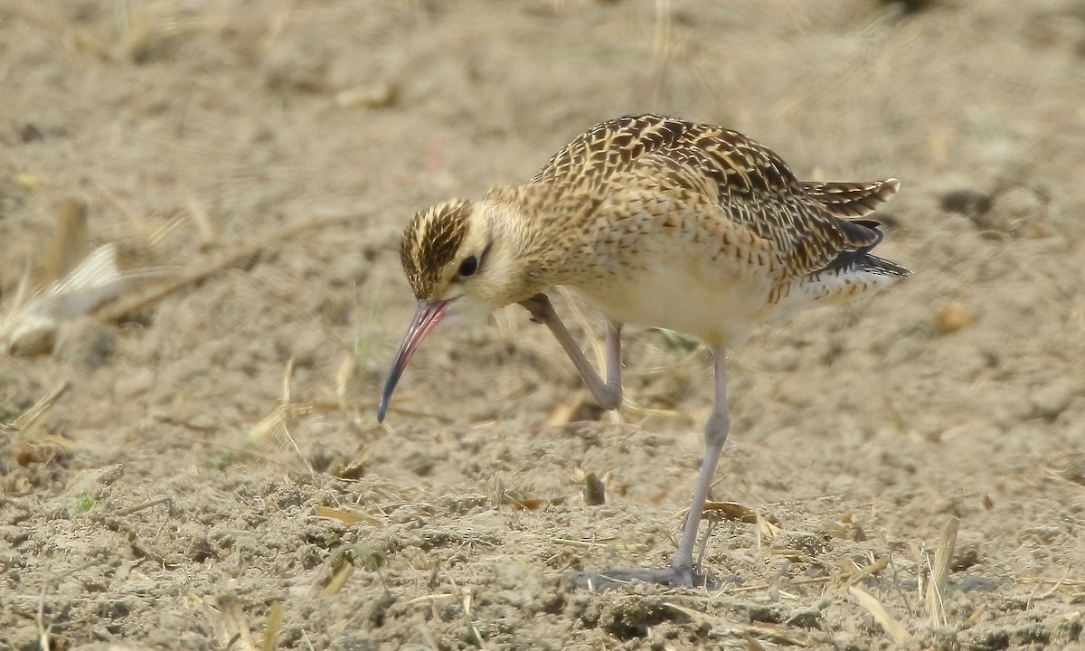 Little Curlew - ML323500251