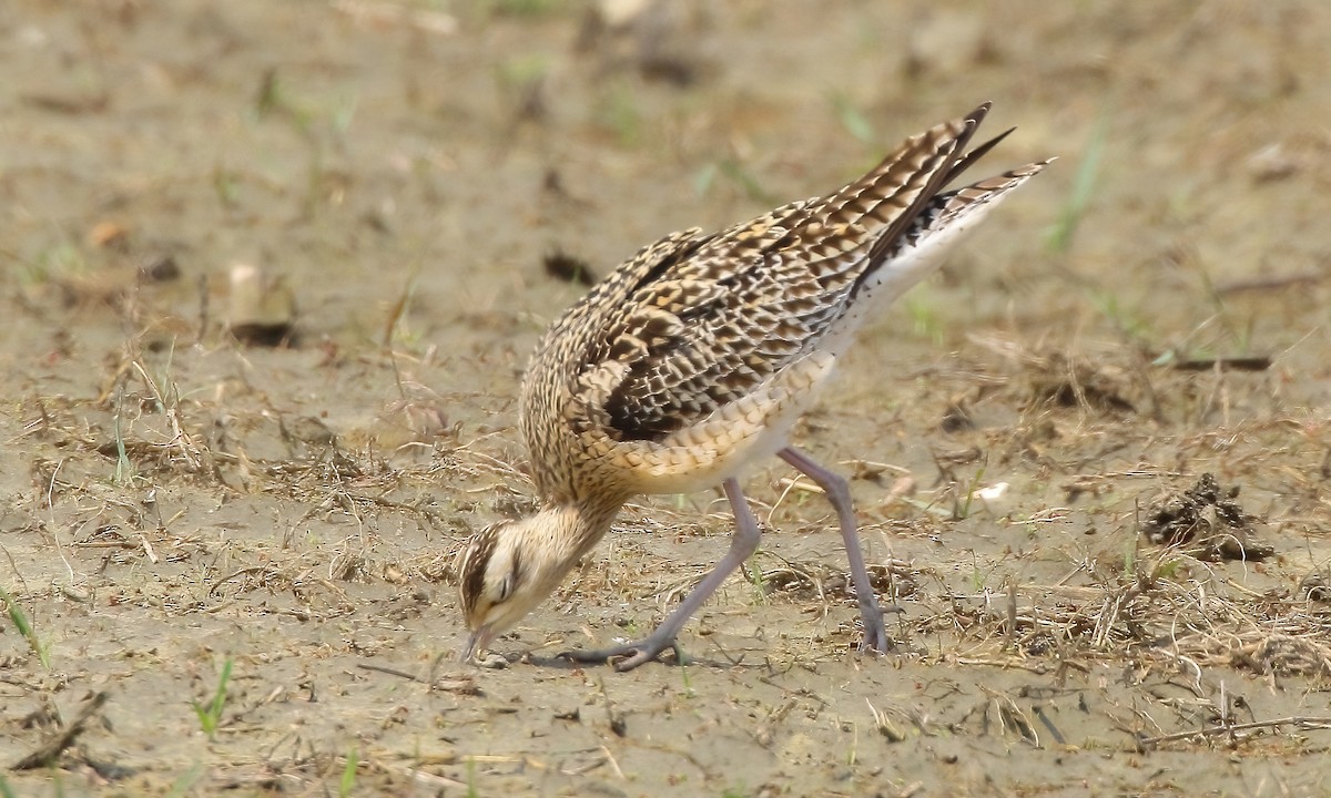 Little Curlew - ML323500291