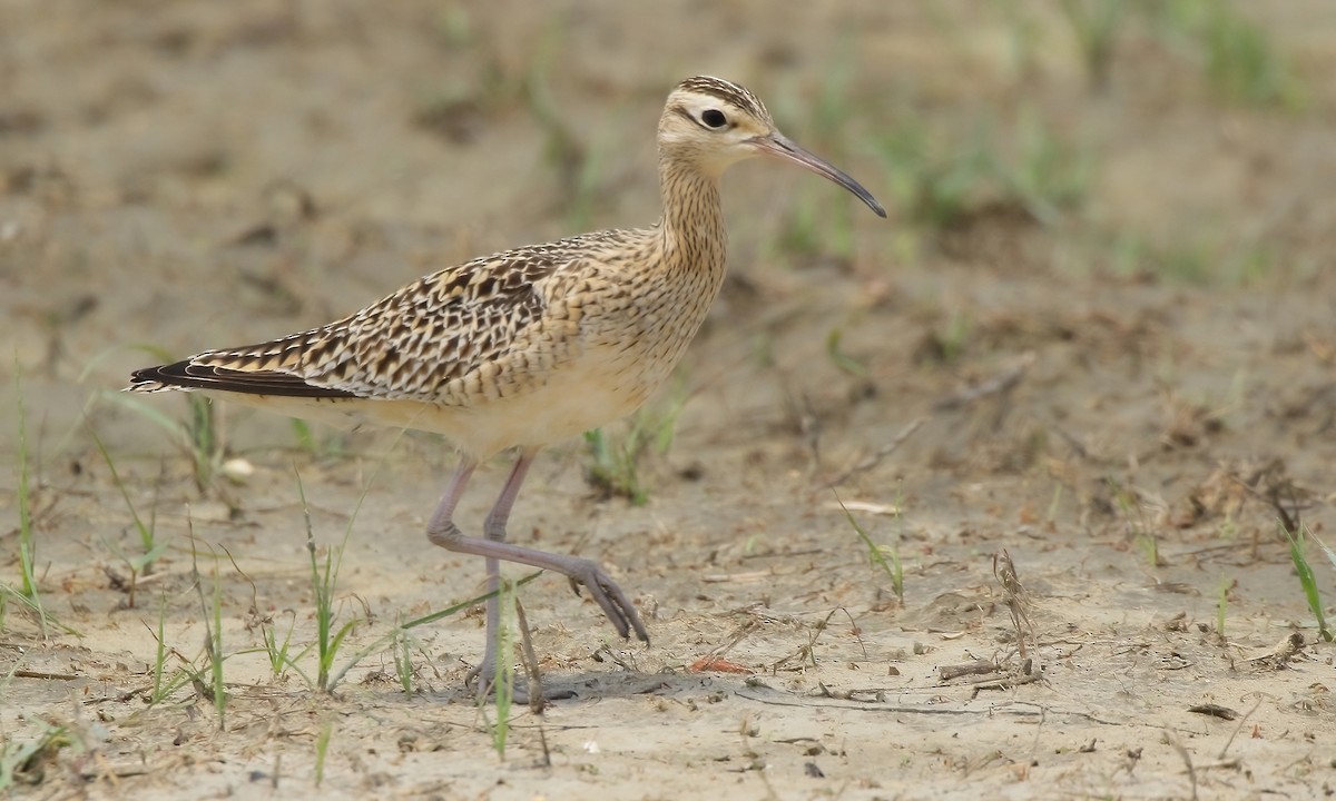 Little Curlew - ML323500741