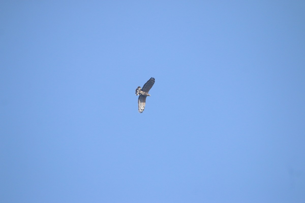 Oriental Honey-buzzard - ML323502001