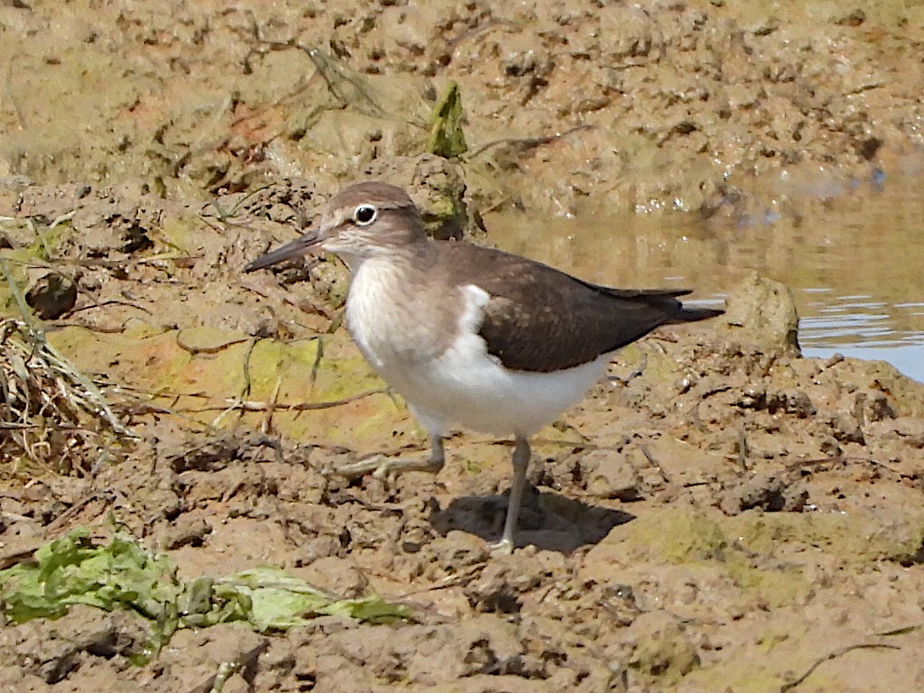 Common Sandpiper - ML323502401