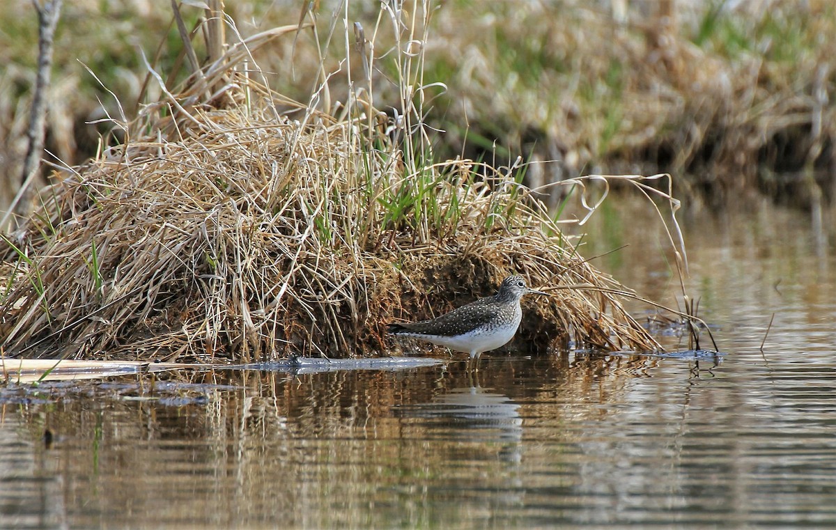 Solitary Sandpiper - ML323503121