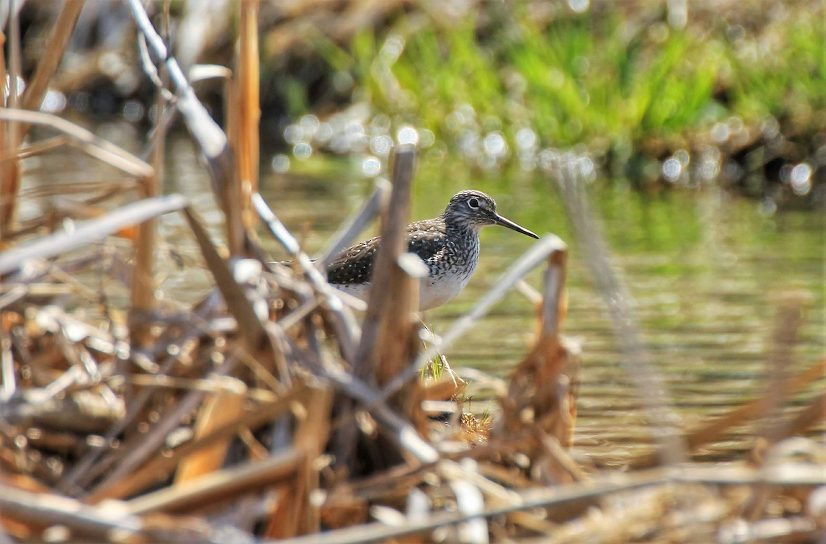 Solitary Sandpiper - ML323503271