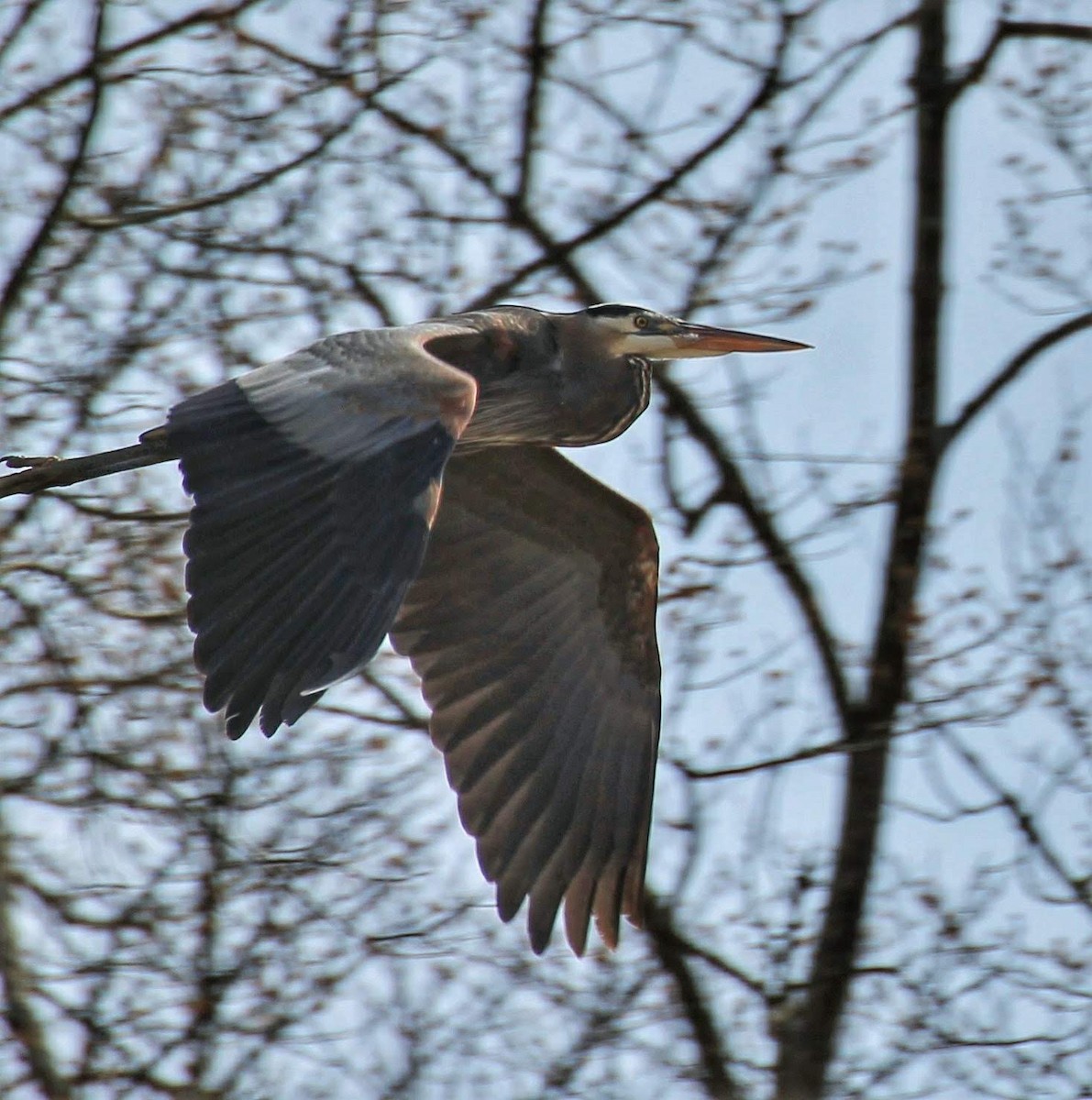 Great Blue Heron - ML323503441