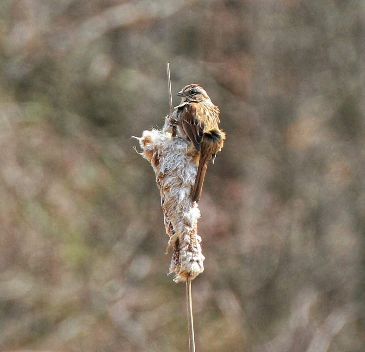 Song Sparrow - ML323503501