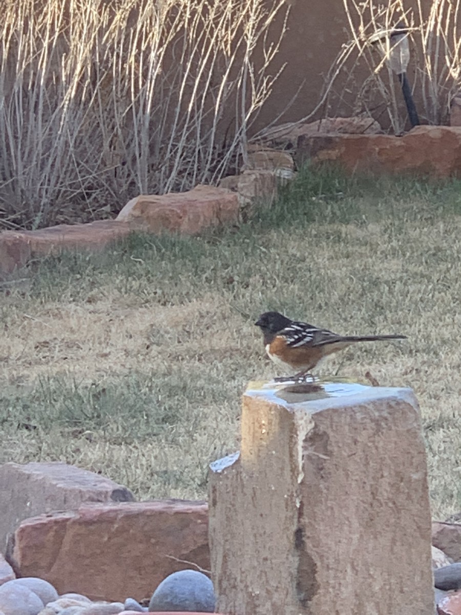 Spotted Towhee - ML323503931