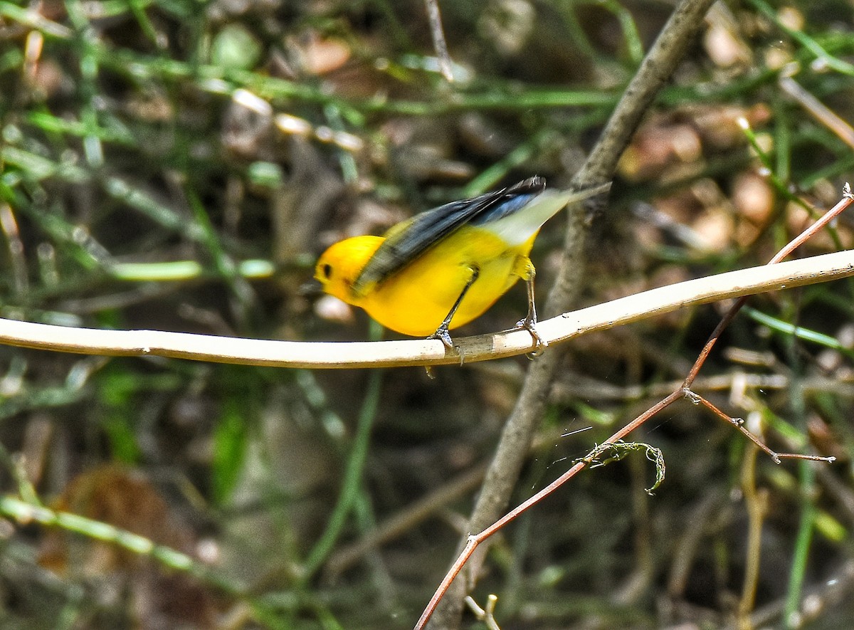 Reinita Protonotaria - ML323504221