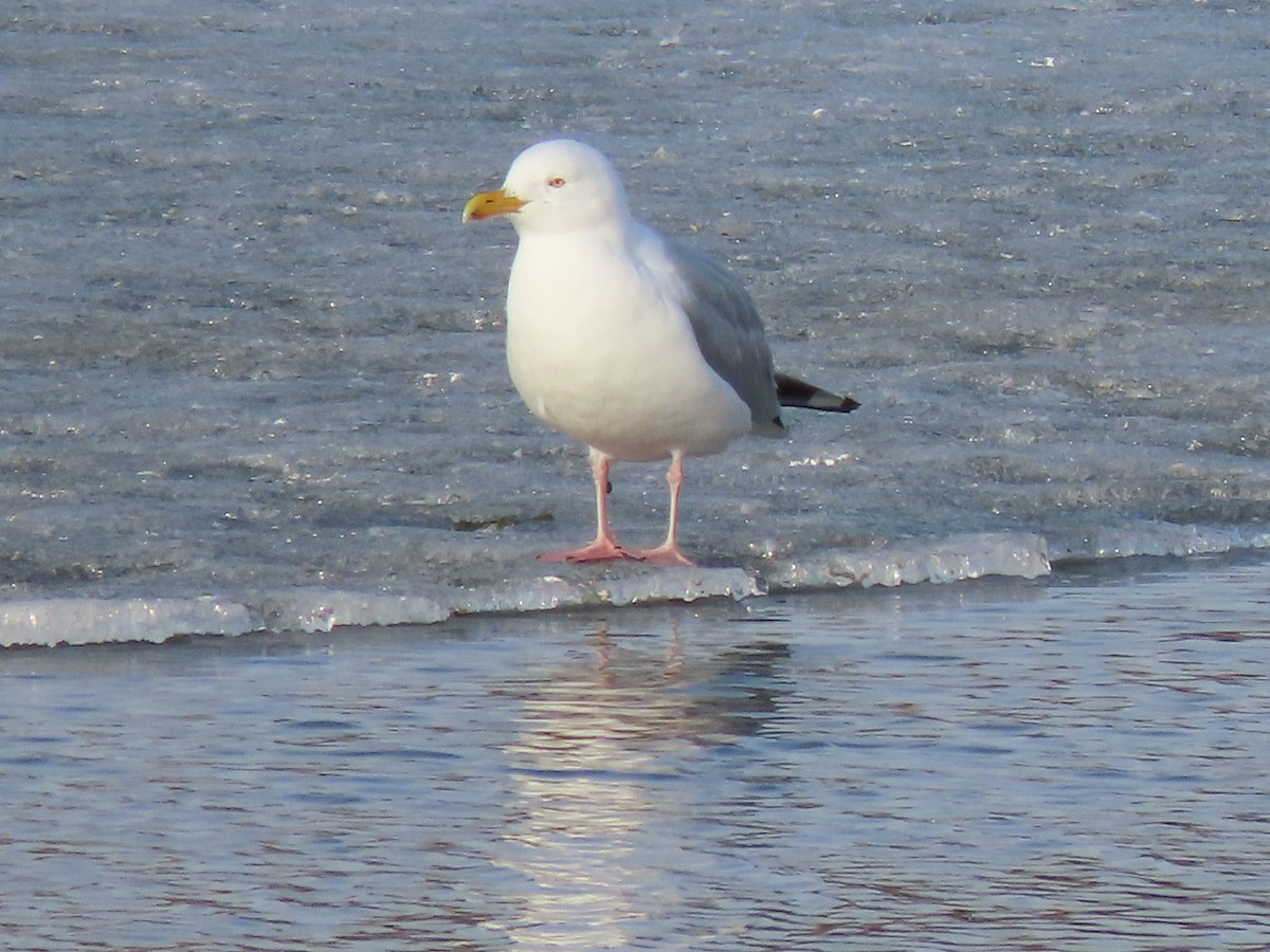 Gaviota Argéntea - ML323504341