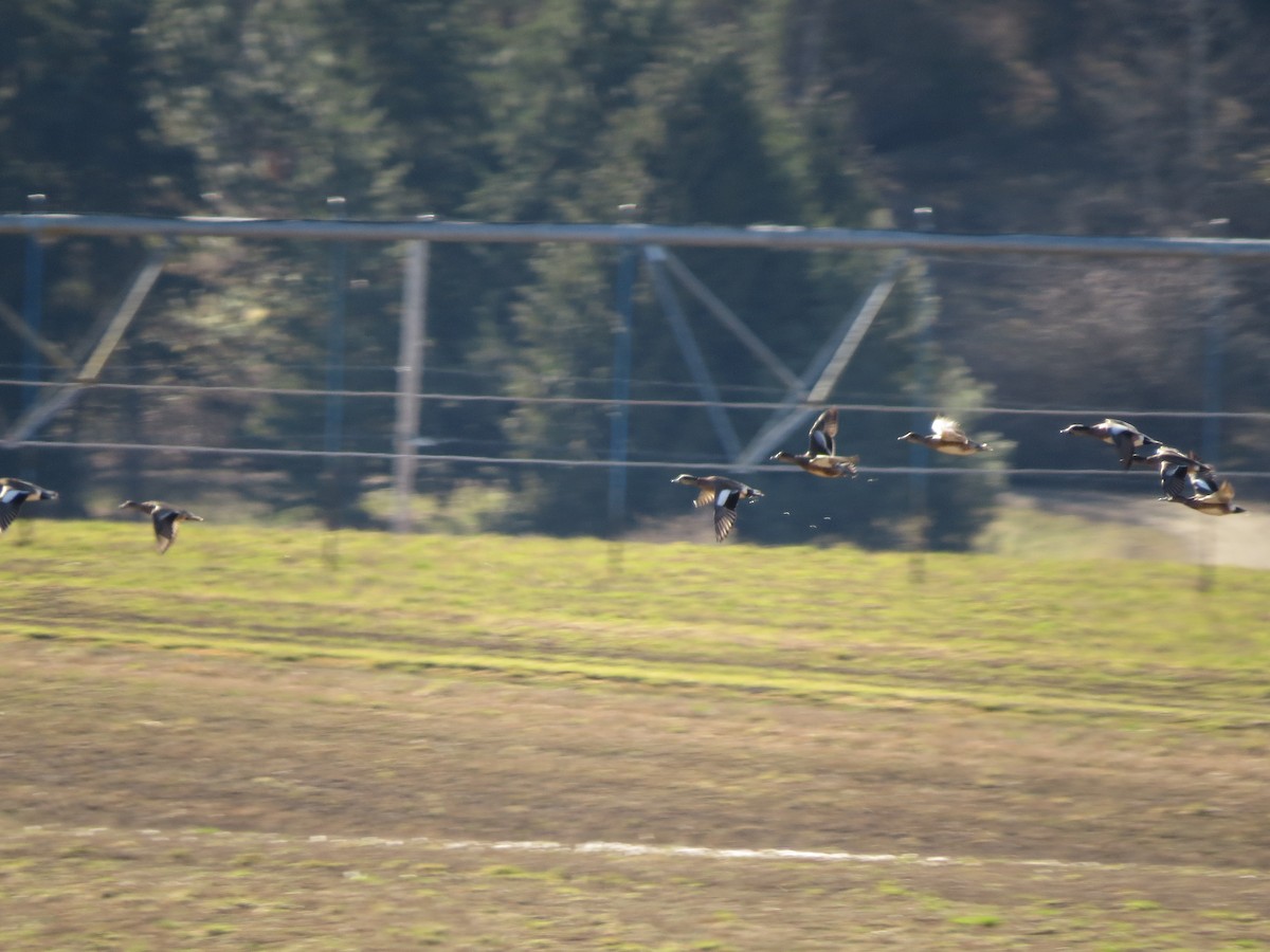 American Wigeon - ML323505451