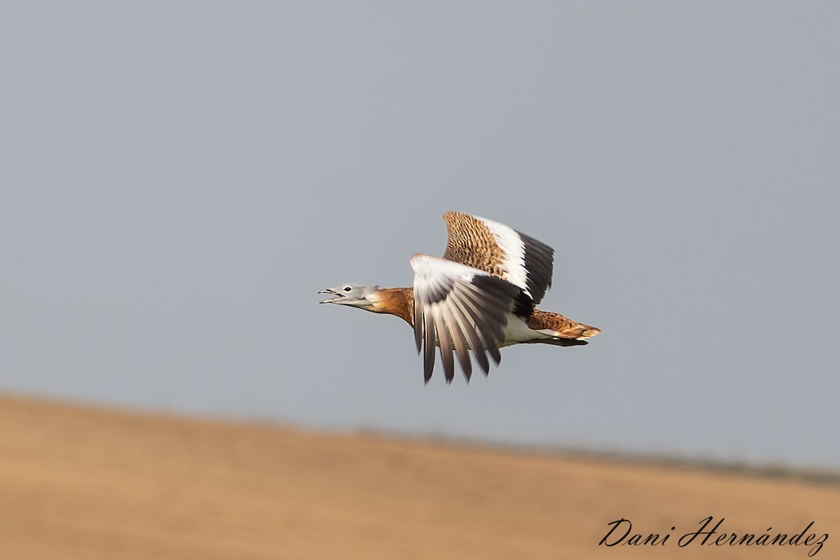 Great Bustard - ML323505821