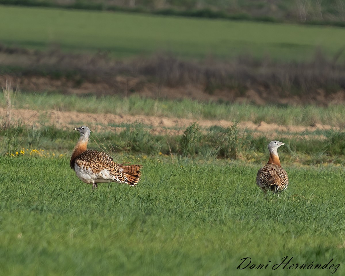 Great Bustard - ML323505851