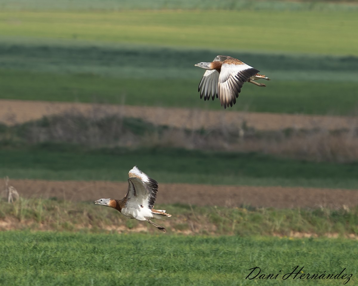 Great Bustard - ML323505861