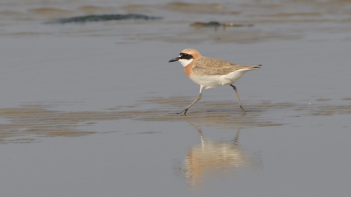 Siberian/Tibetan Sand-Plover - xiwen CHEN